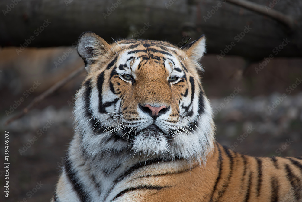 Obraz premium Tiger