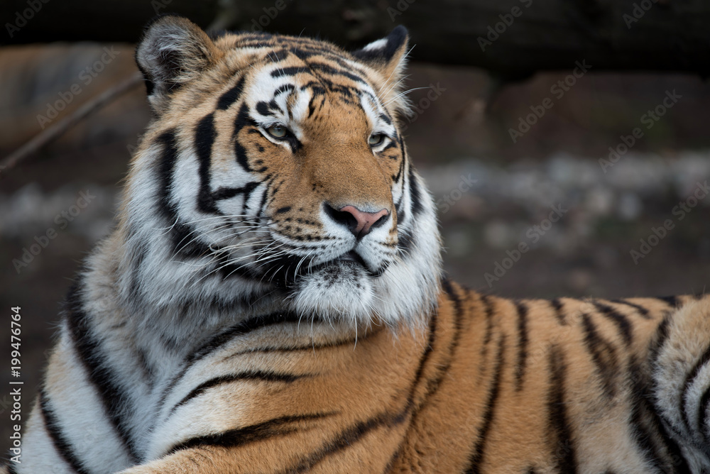 Obraz premium Tiger