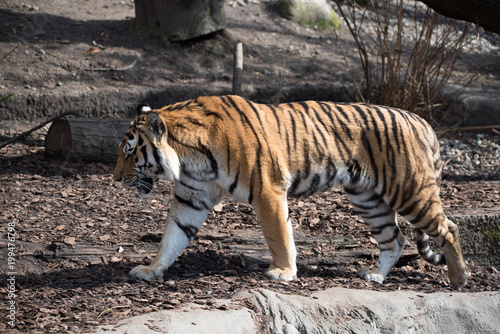 Fototapeta Naklejka Na Ścianę i Meble -  Sibirischer Tiger