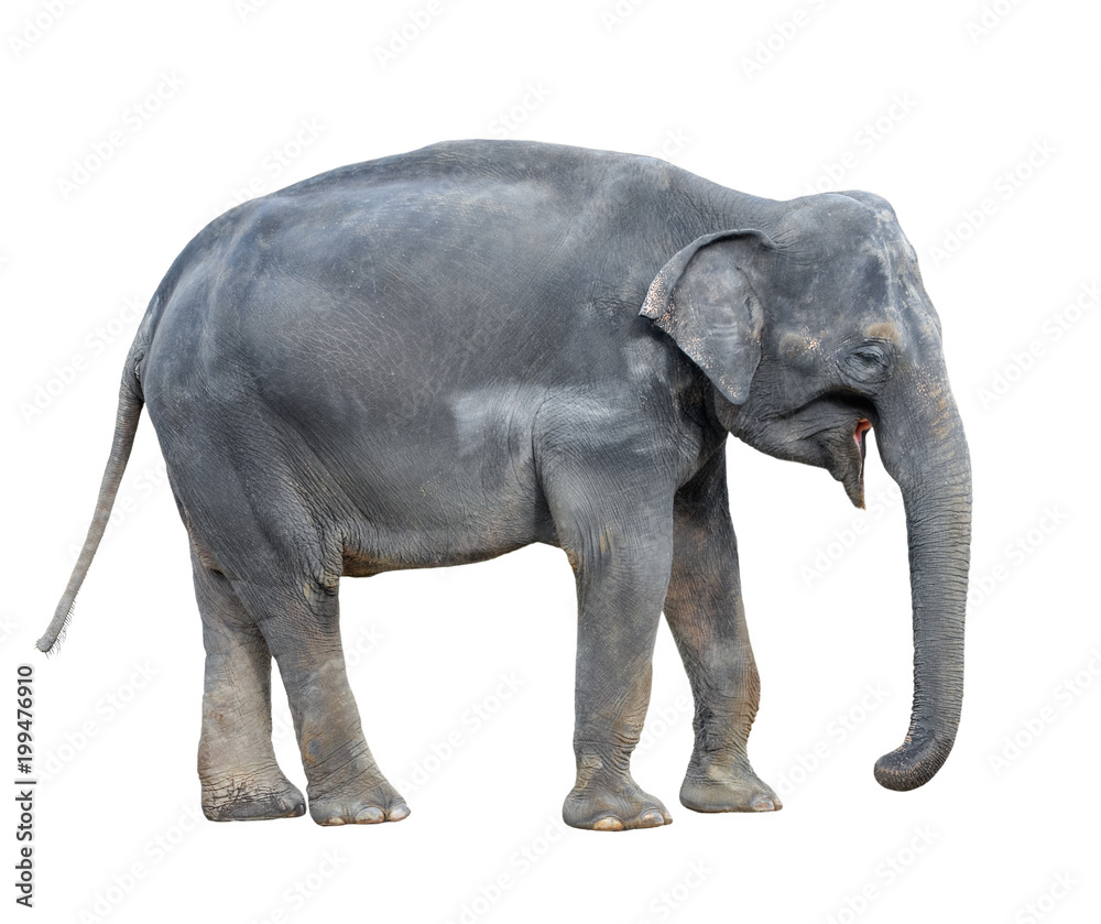 Elephant close up. Big grey walking elephant isolated on white background. Standing elephant full length close up. Female Asian elephant.  