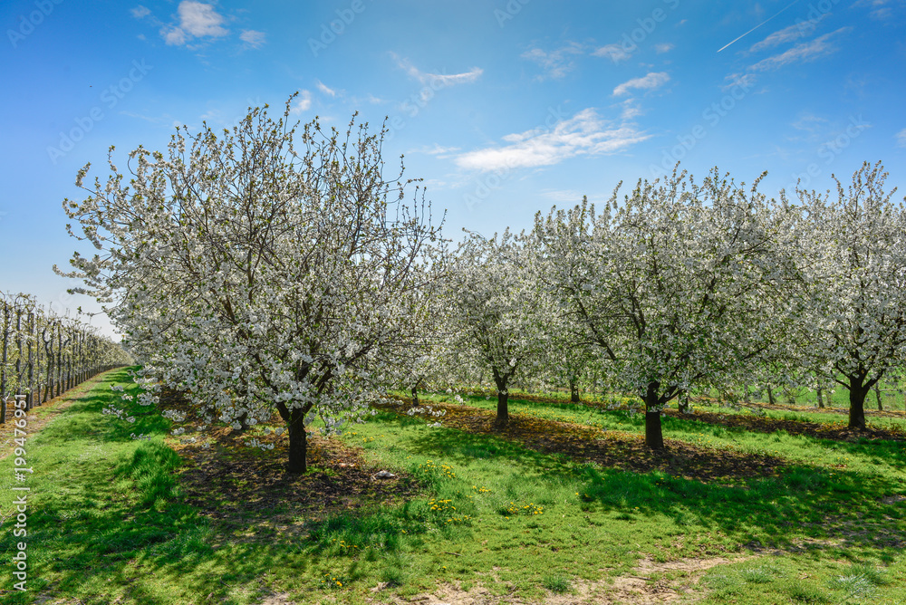 blossom trees blossom trees