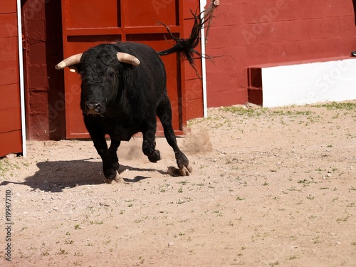 toro en plaza de toros en españa