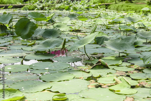 Lotus flower water lilies on a pond, Vietnam © Stephen