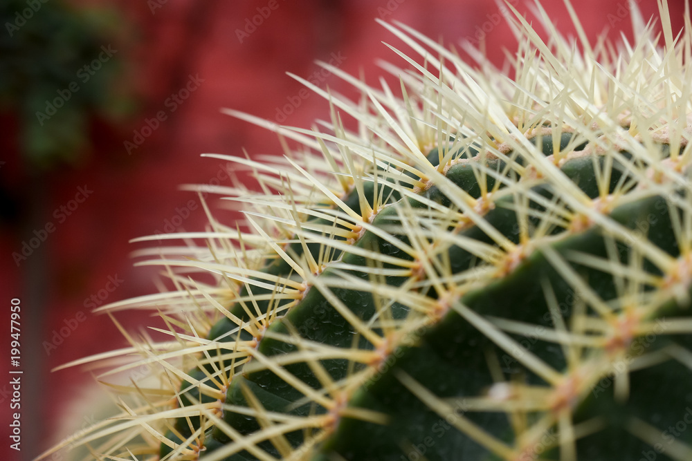 varies cactus plant in the farm cameron highland. varies cactus plant in the farm cameron highland.