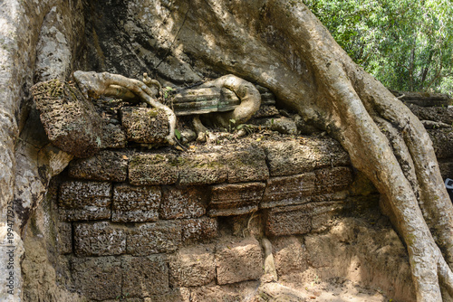 Roots of a giant tree threaten to ruin and take over the Unesco World Heritage site of Ankor Thom, Siem Reap, Cambodia photo