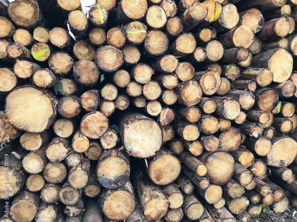 Gestapelte gefällte Fichten-Stämme auf einem Holzpolter Gestapelte gefällte Fichten-Stämme auf einem Holzpolter