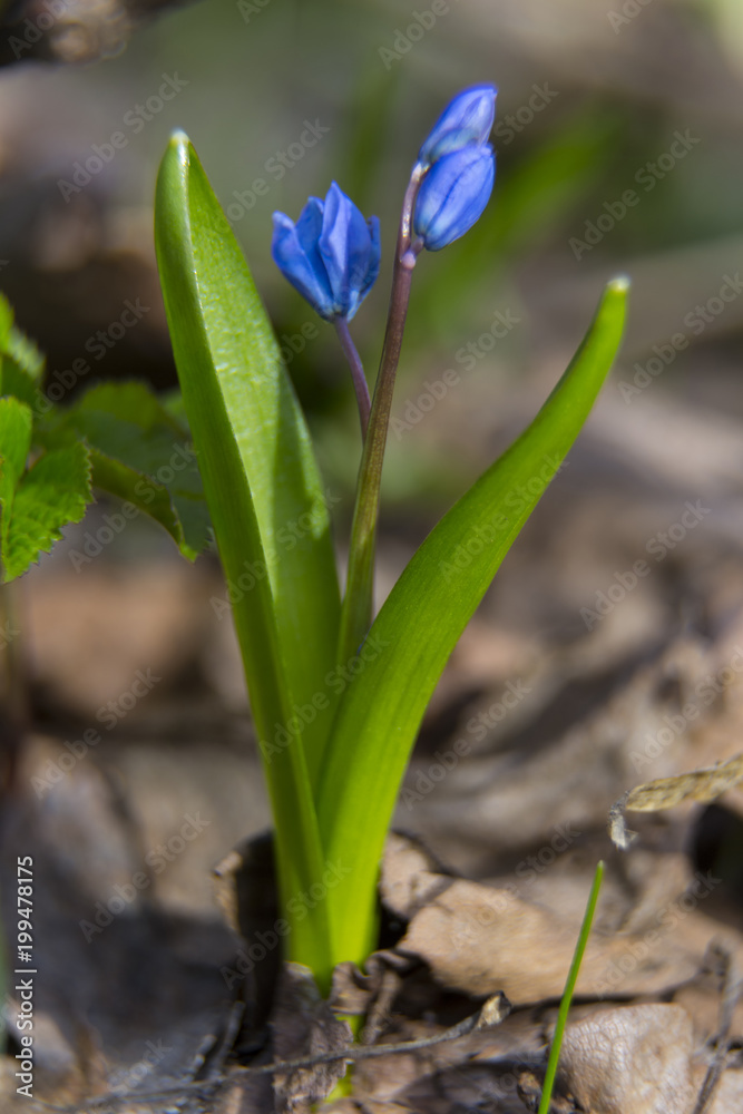 Fototapeta premium Primrose, flower Scilla bifolia close-up