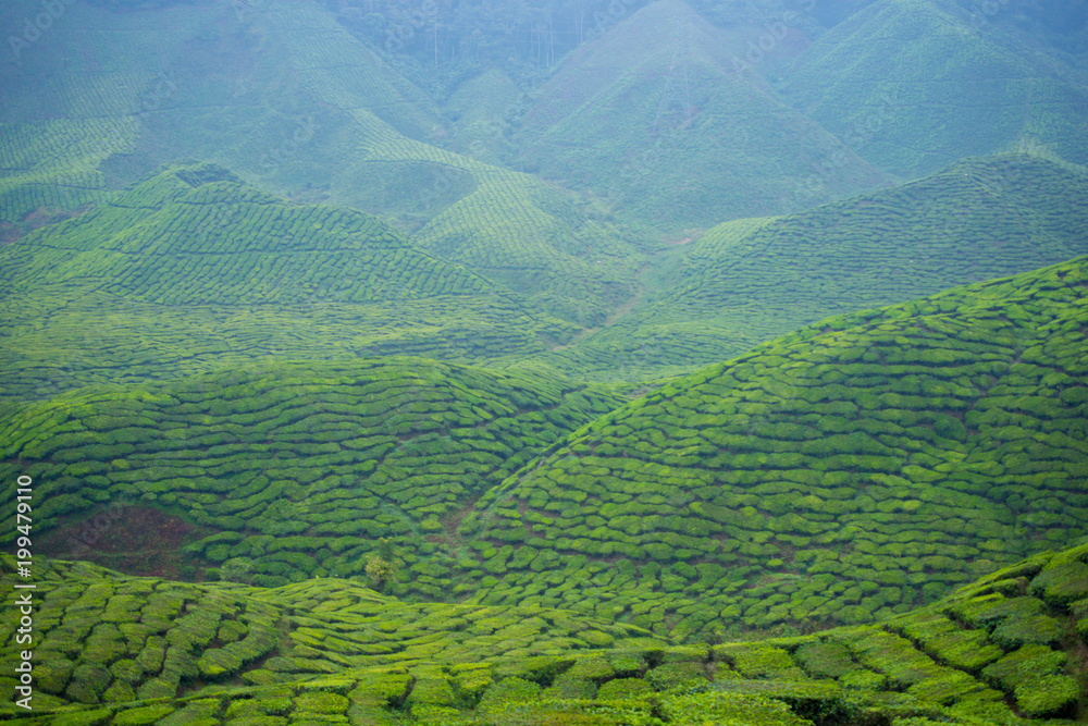Fototapeta premium The tea plantations background, tea plantations during cloudy day