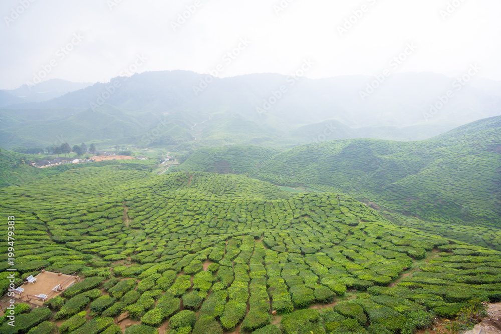 The tea plantations background, tea plantations during cloudy day