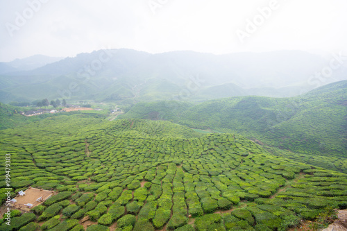 The tea plantations background, tea plantations during cloudy day