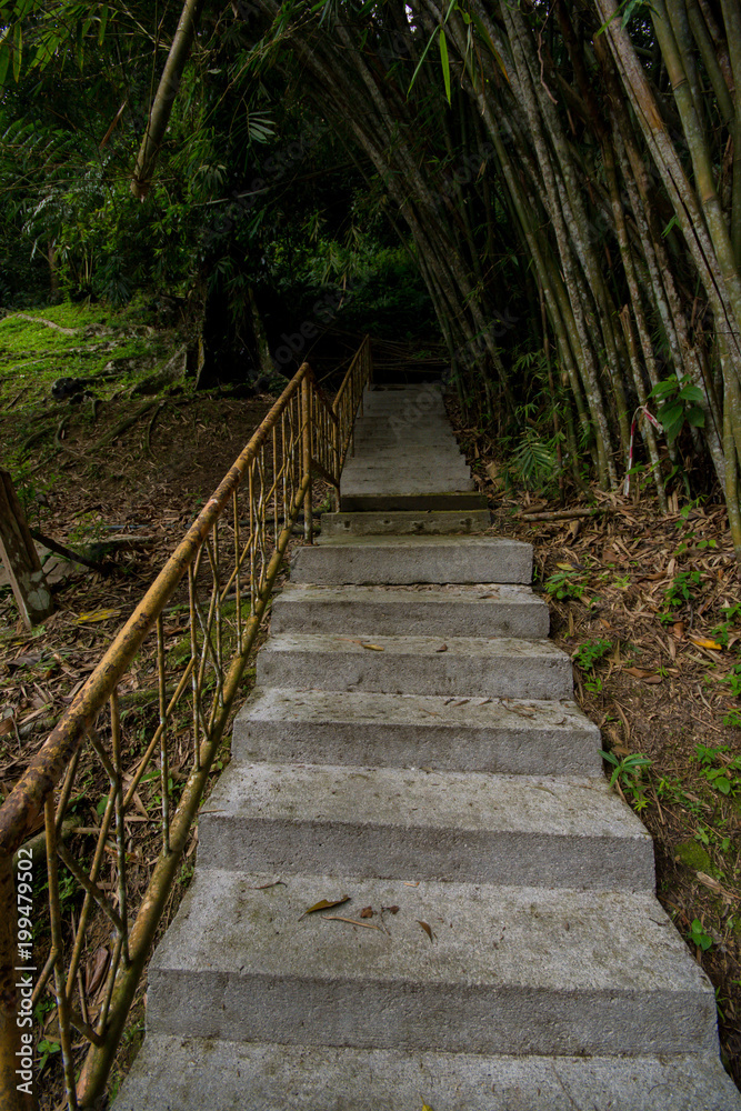 Obraz premium Stone stair in green tropical forest as part of hiking trail. Concrete brick staircase leading up a walkway through the jungle.