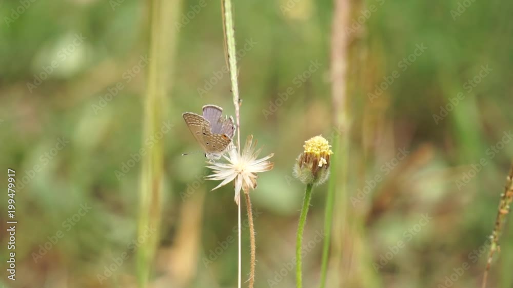 Little wing-damaged butterfly grabs little blooming grass flower that blown by wind among other grass and floral Little wing-damaged butterfly grabs little blooming grass flower that blown by wind among other grass and floral