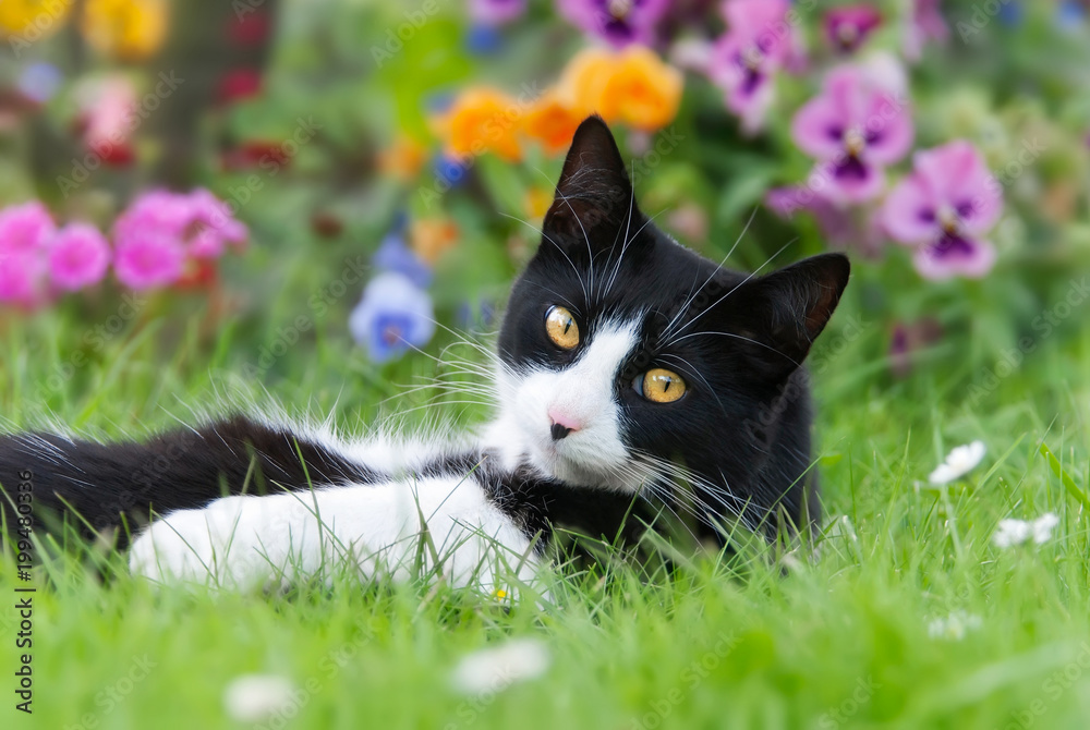 Naklejka premium Czarno biały kot, europejski krótkowłosy, leżący na łące z kolorowymi kwiatami