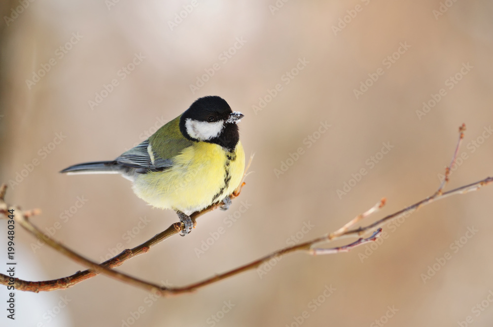 Great tit sits on the tip of a thin branch, its beak is covered with snow. Great tit sits on the tip of a thin branch, its beak is covered with snow.
