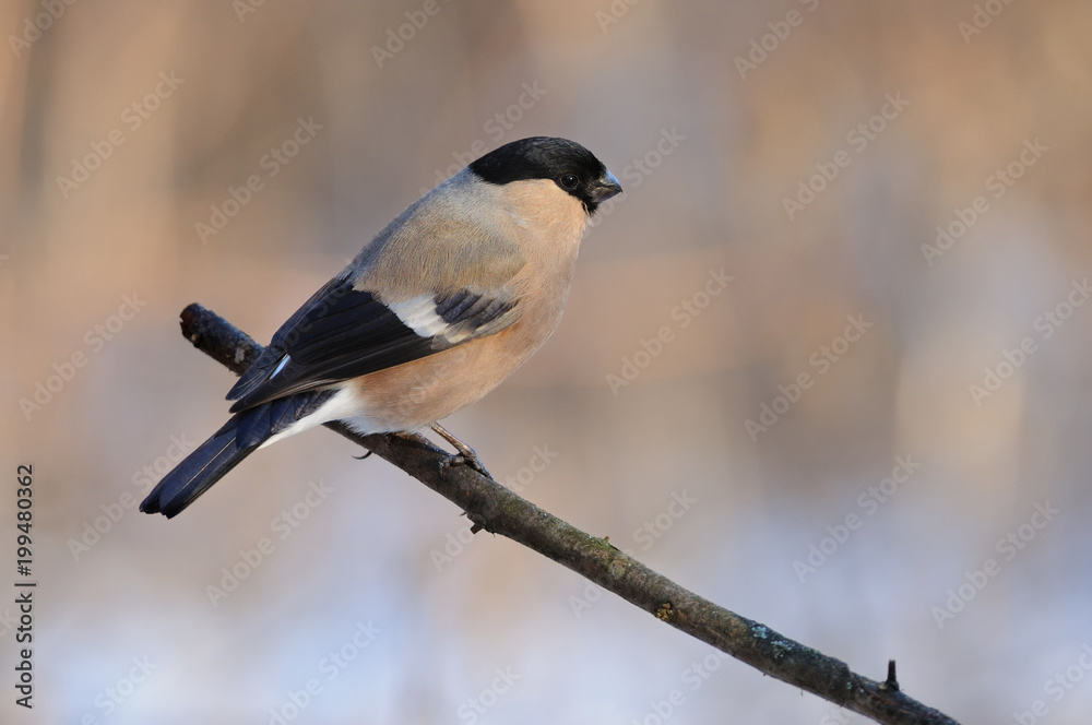 Obraz premium Female of eurasian bullfinch sits on a branch on a gentle peach-blue background.
