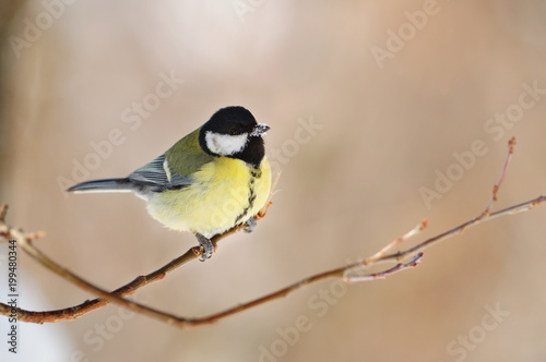Great tit sits on the tip of a thin branch, its beak is covered with snow.