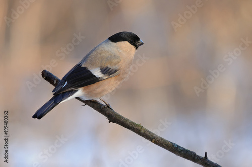 Female of eurasian bullfinch sits on a branch on a gentle peach-blue background.