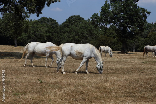 Beautiful lipizzaner horses running on the pasture © ranniptace