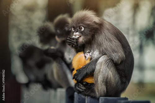 Monkey eat and feeding baby
