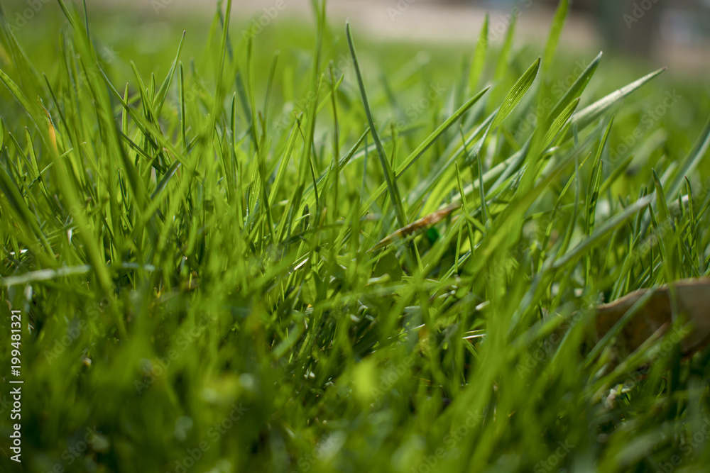 Obraz premium green grass lawn