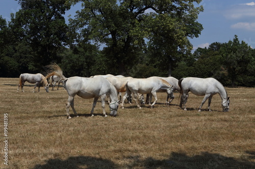 Beautiful lipizzaner horses running on the pasture
