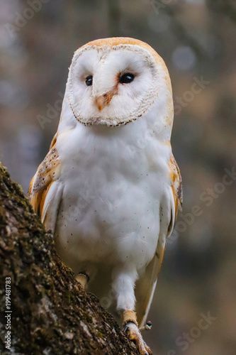 Photo popular and pretty owl in nature
