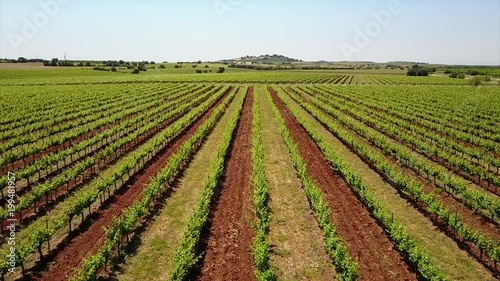 Vineyard in Spain, Vignoble Espagnol  photo