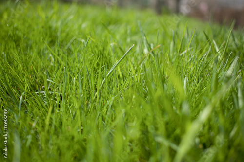 green grass close-up