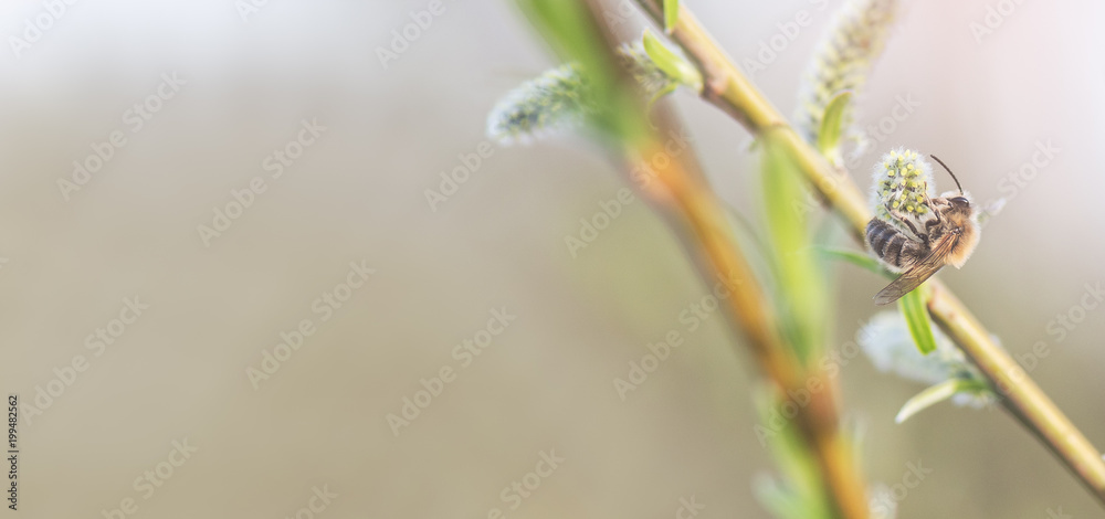 Fototapeta premium Bee collects Honey