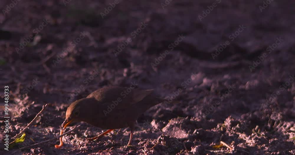 Blackbird female eats worm earthworm forest mud slow motion Blackbird female eats worm earthworm forest mud slow motion