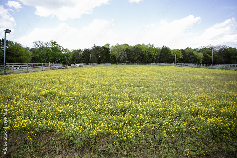 green pasture field