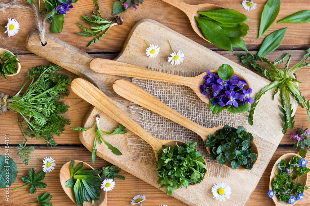 Wild edible spring herbs on wooden spoons - obrazy, fototapety, plakaty 