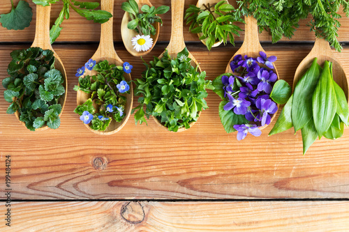 Принти на полотні Wild edible spring herbs on wooden spoons