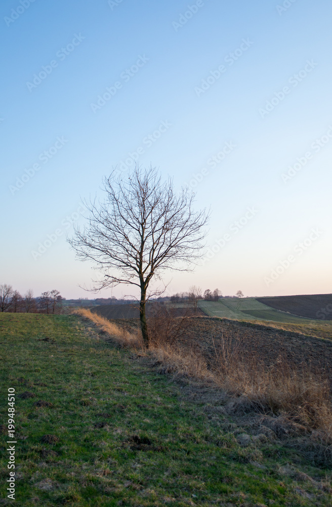 Lonely tree in field