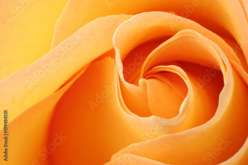 Closeup of a wonderful orange Rose  Rosaceae .
