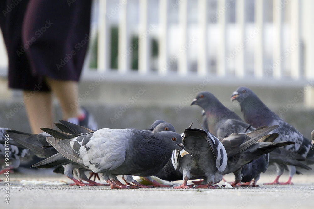 Obraz premium ハトの群れ