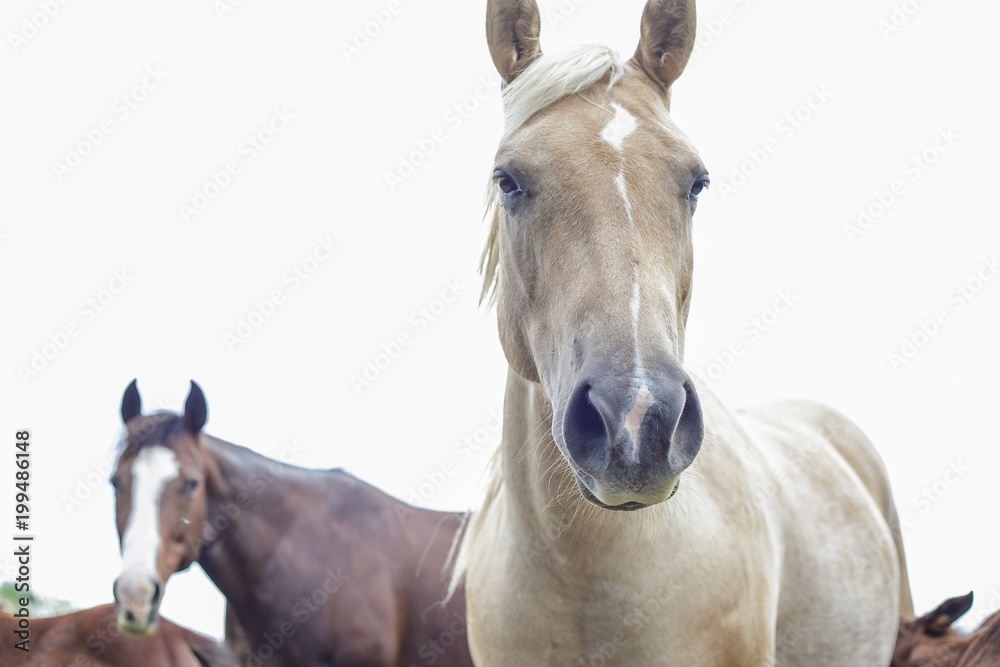 brown and white horses