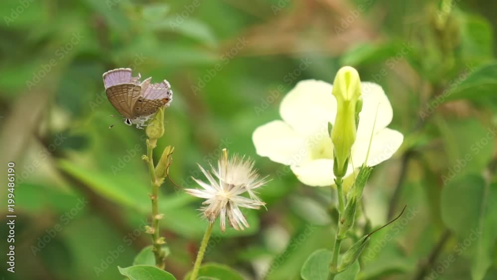 Little wing-damaged butterfly grabs flower bud that blown by wind among other grass and floral Little wing-damaged butterfly grabs flower bud that blown by wind among other grass and floral
