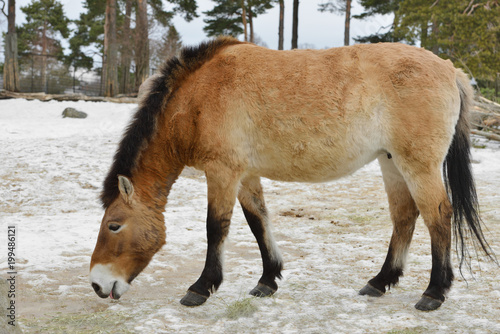Mongolian wild ass (Equus hemionus hemionus), also known as Mongolian khulan in early spring