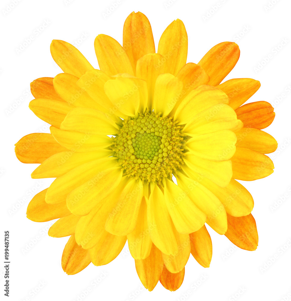 Obraz premium Wonderful Chrysanthemum (Chrysantheme) isolated on white background, including clipping path.