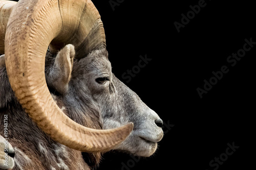 Φωτογραφία bighorn sheep