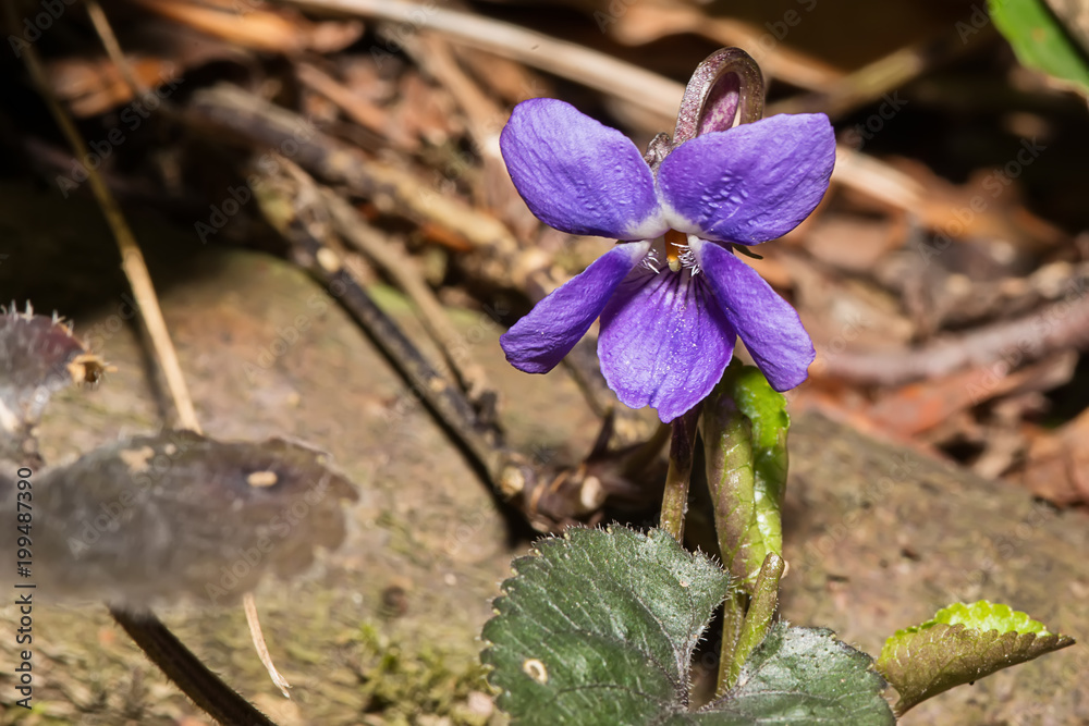 Naklejka premium Sweet Violet (Viola odorata)
