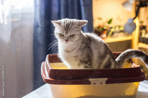 Fototapeta Naklejka Na Ścianę i Meble -  Cat sitting in a cat litter box or tray.