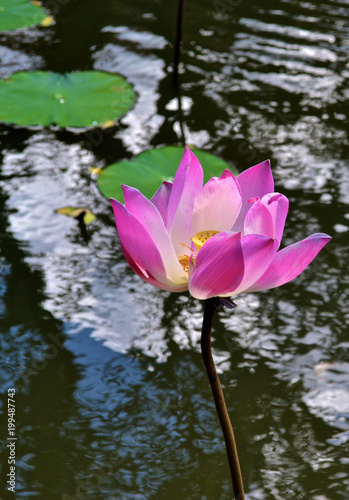 Blossom in Bali