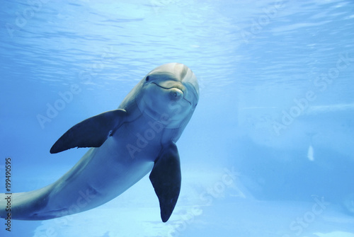 Fotografie, Tablou Dolphin