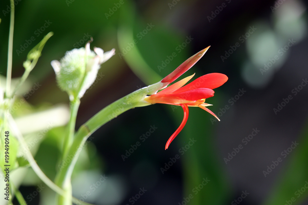 Indisches Blumenrohr (Canna indica) Indisches Blumenrohr (Canna indica)