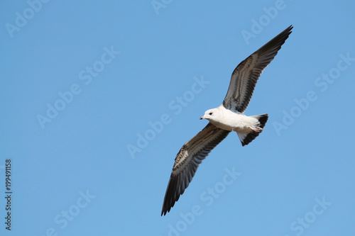 Flying juvenile common gull  Larus canus  or mew gull against clear blue sky
