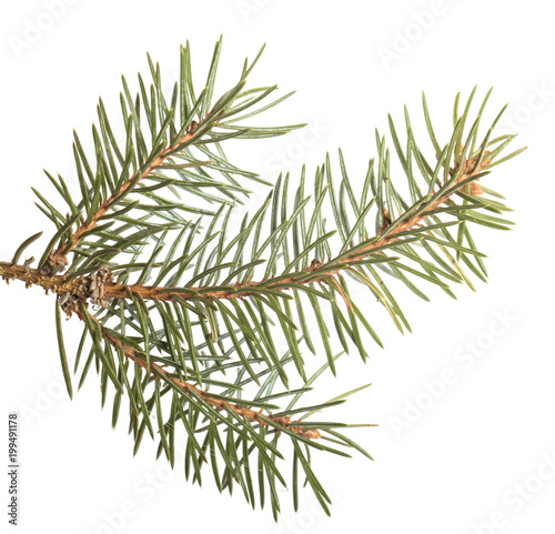 part of the spruce branch. isolated on white background