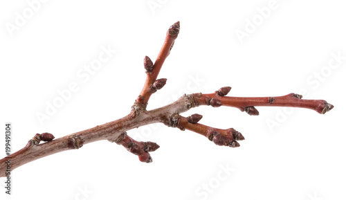 part of dry branch of apricot tree on white background