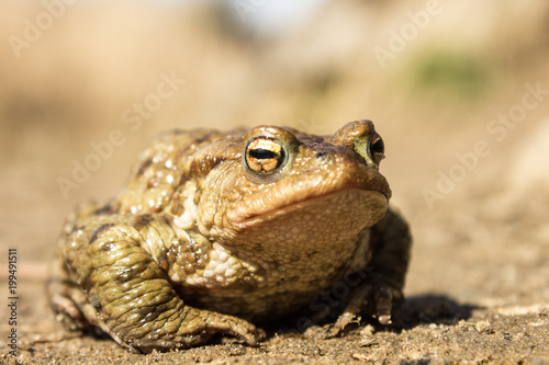 Frog close portrait near bog